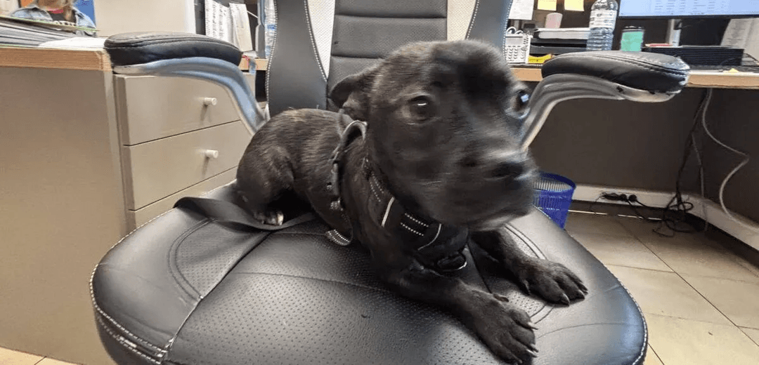 Un chien abandonné retrouvé attaché dans la forêt : un appel à la solidarité des habitants