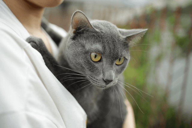 Chats et indépendance : démêler le vrai du faux dans leur relation avec l’humain