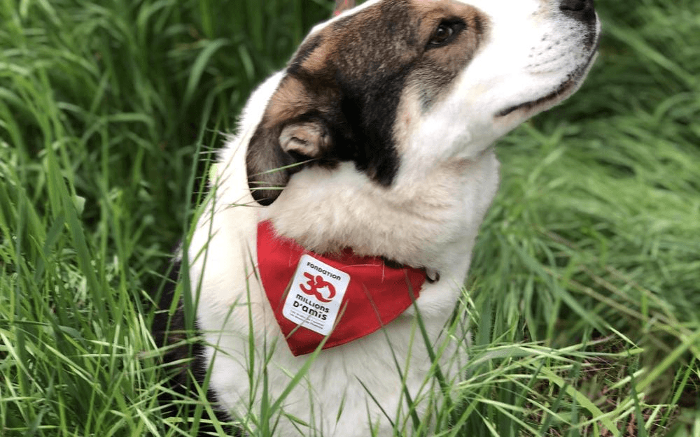 Dordogne : La justice reconnait le calvaire du chien Louki maltraité pendant des mois