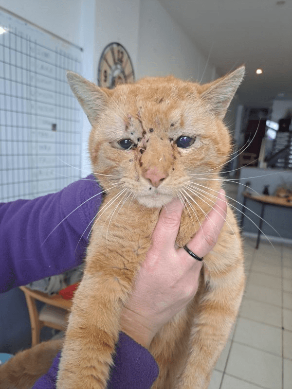 L’euthanasie du chat Monty soulève un débat et une plainte pour mieux protéger nos compagnons