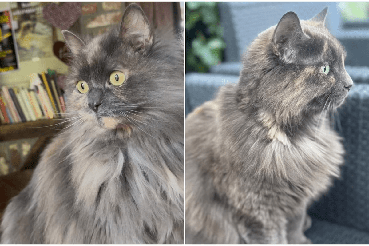 Il retrouve son chat après un violent orage et s'en occupe pendant deux mois… avant le retour de son "vrai" chat