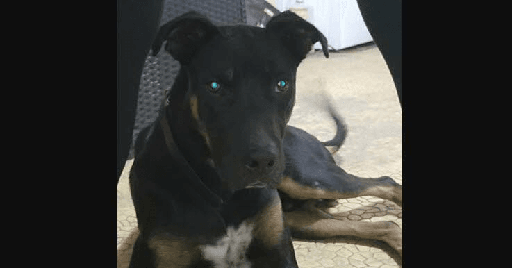 Un chien meurt après une attaque d’abeilles