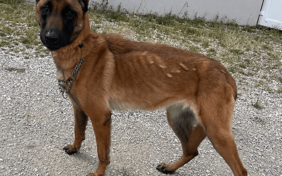 Loiret : il remet son chien à la fourrière en prétendant l’avoir trouvé errant