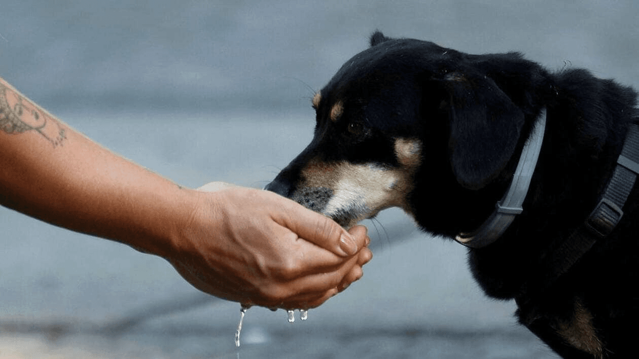 Canicule : chez les chats et les chiens, le coup de chaleur peut être fatal