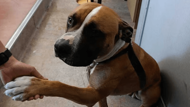 Près de Marseille, un chien secouru dans une voiture volée abandonnée sous une forte chaleur sur l’A7