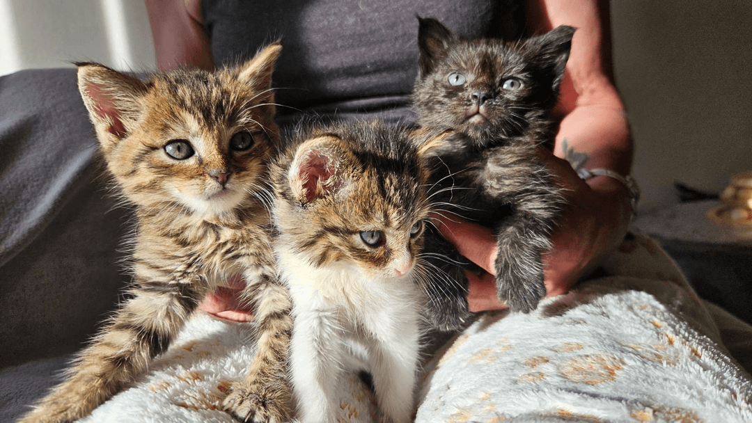 À Romont, trois chatons retrouvés dans un sac-poubelle relancent l’alerte sur les abandons et la stérilisation