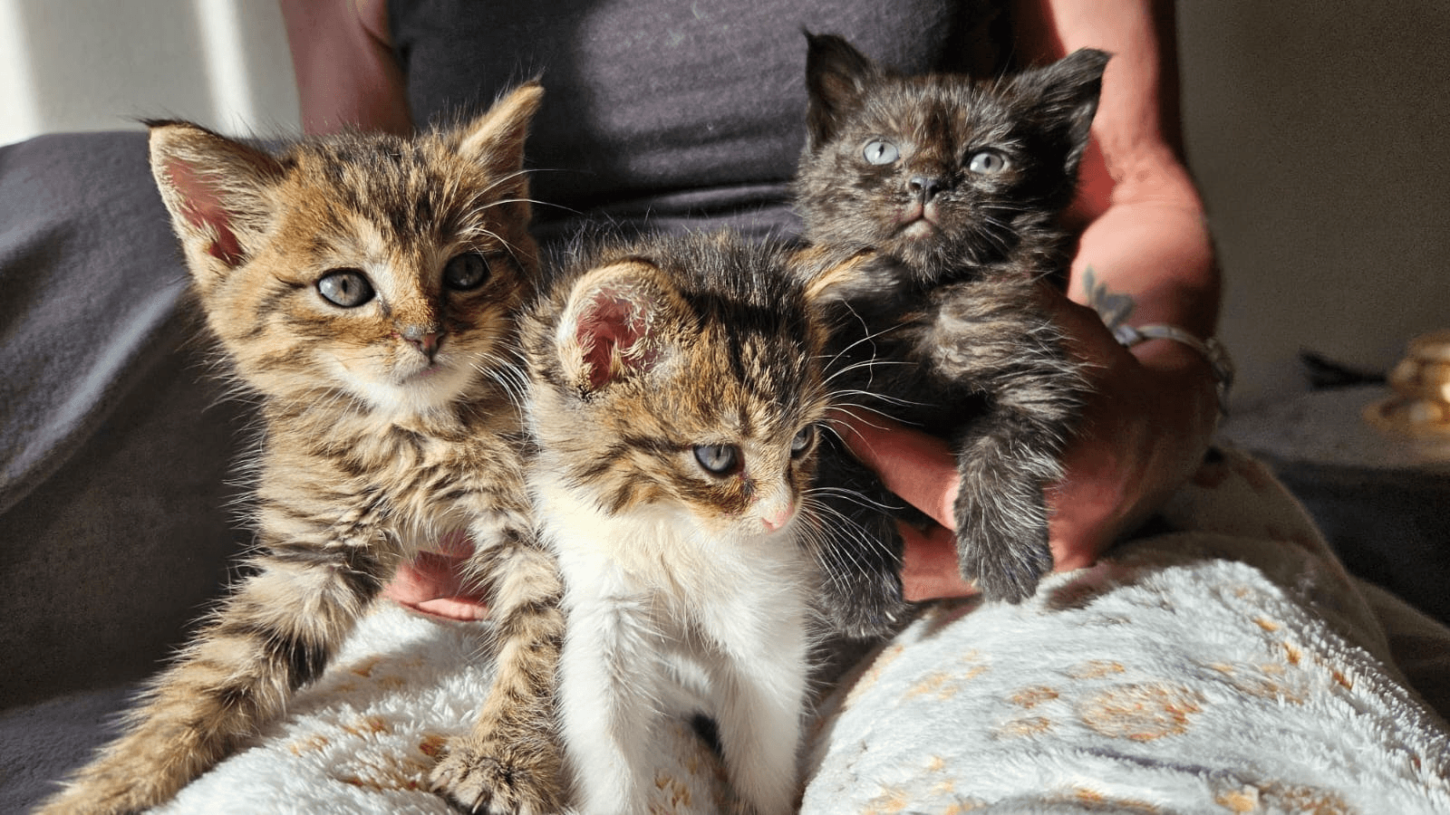 À Romont, trois chatons retrouvés dans un sac-poubelle relancent l’alerte sur les abandons et la stérilisation