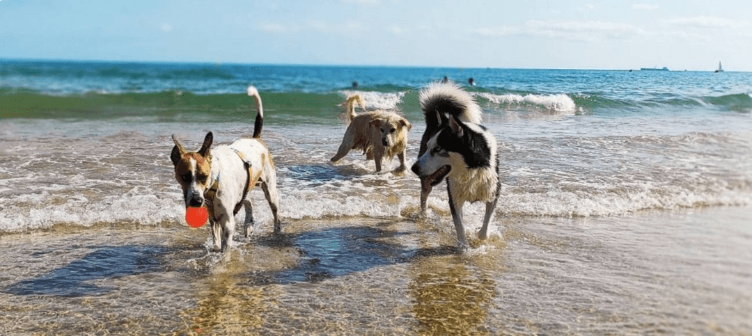 Hérault : dix plages où aller avec son chien cet été