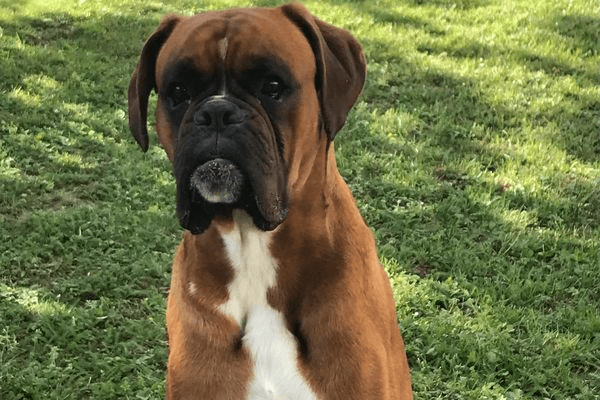 « Il faut que cette cruauté s’arrête » : quatre chiens meurent de chaleur dans une pension animale à Septème