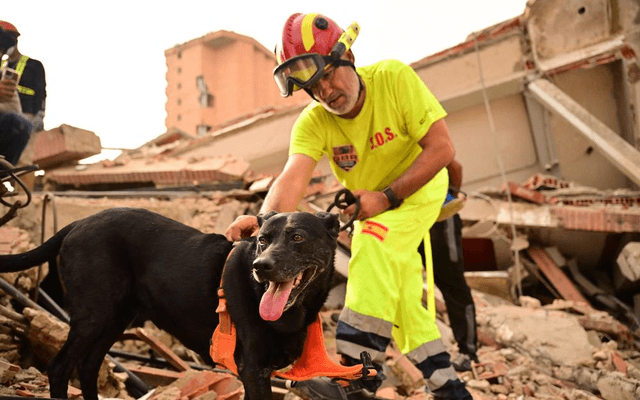 Au Venezuela, des chiens sauveteurs venus du monde entier à la recherche de survivants