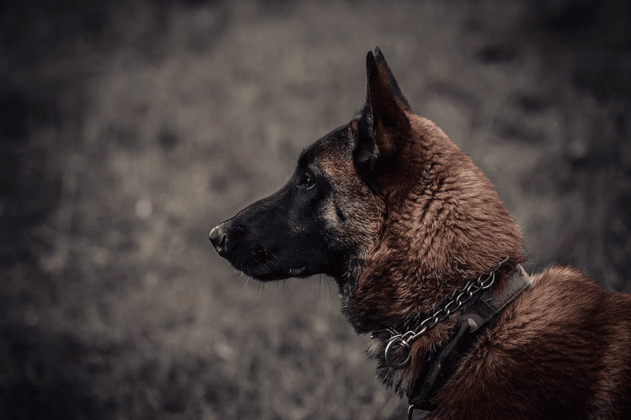 À Melun, une maîtresse-chien condamnée après la mort d’un malinois affamé et la découverte de dobermans dénutris