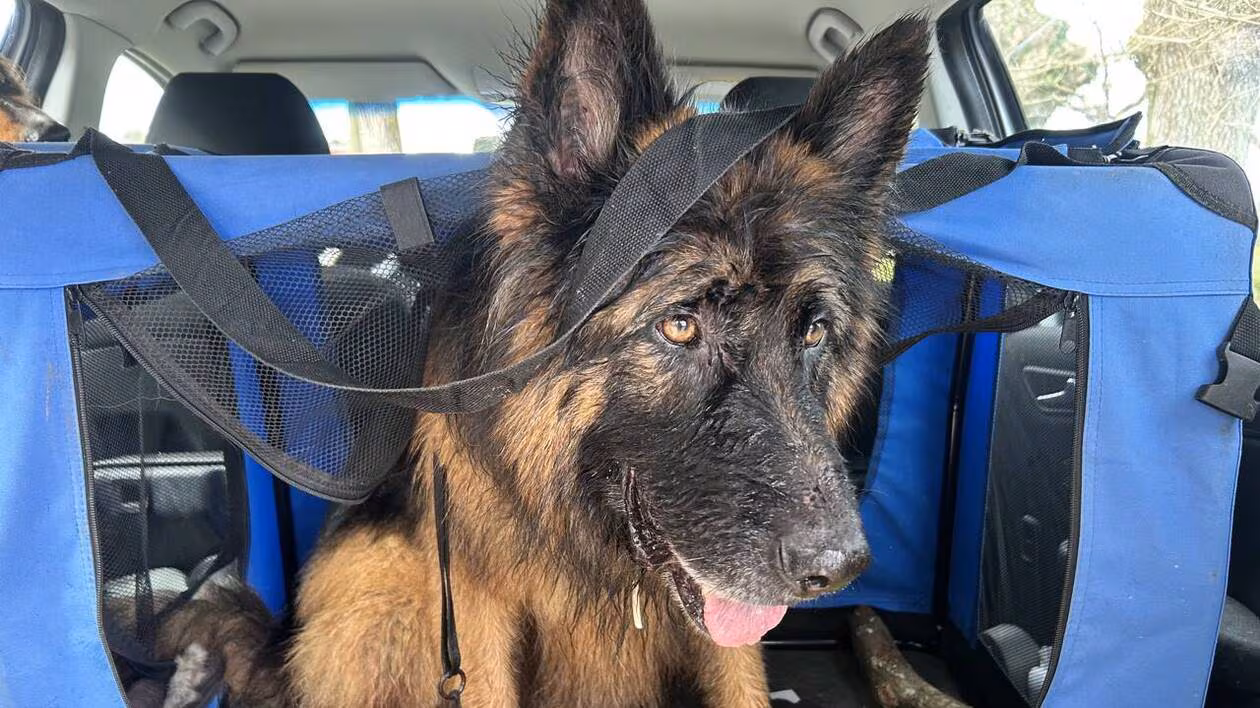 À Vannes, les policiers interviennent pour un chien enfermé dans une voiture en pleine canicule