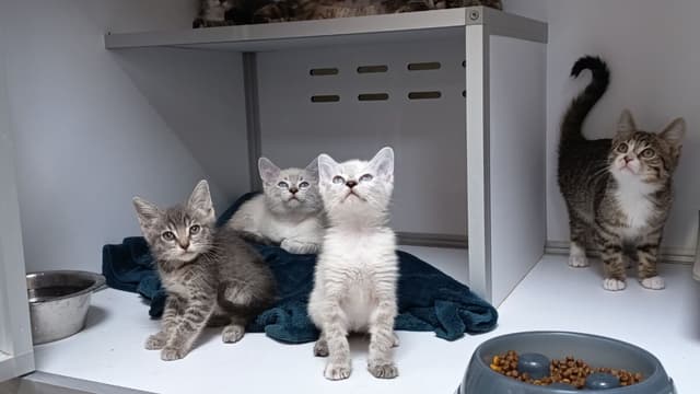 Lefuges saturés avant l’été, une urgence pour l’adoption animale