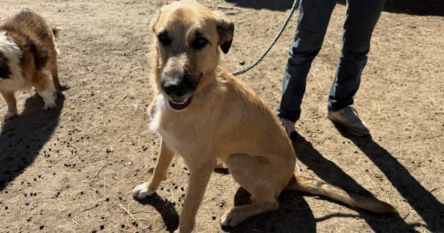 Chenilles processionnaires : un danger majeur pour la santé de votre chien au printemps